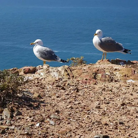 Willa Arrifana House: Sea Bird
